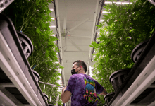 ‘This Tax Could Kill This Industry.’ California Cannabis Operators Brace For Increase